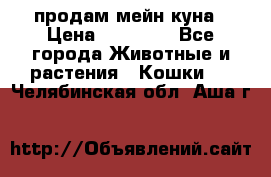 продам мейн куна › Цена ­ 15 000 - Все города Животные и растения » Кошки   . Челябинская обл.,Аша г.